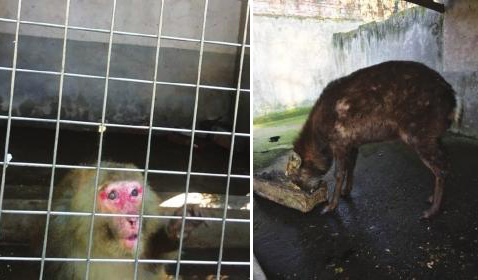 Photo taken and posted online by a tourist shows animals live at a shabby zoo in Zhuzhou City, Hunan Province. (Photo/rednet.cn)