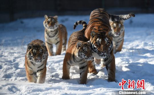 Siberian tigers play in Heilongjiang Siberian Tiger Park of Harbin City, Northeast Chinas Heilongjiang Province. (Photo: China News Service/Liu Dan)