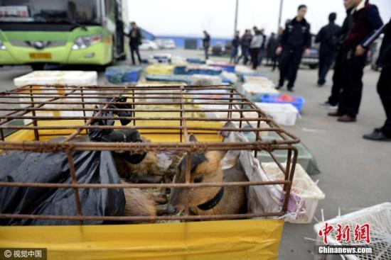 Wild animals seized by police in Jiangxi Province. (Photo/CFP)