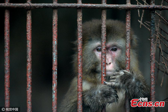 A macaque looks out of a cage at a zoo in Fuling District, Southwest Chinas Chongqing Municipality, Feb. 15, 2017. (Photo/CFP)