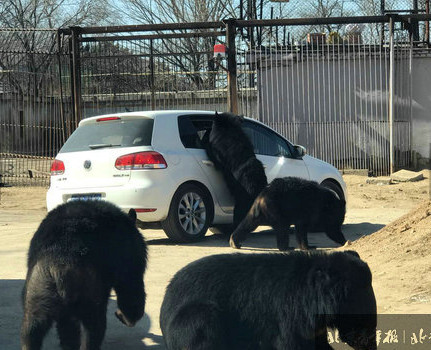 Black bears besiege a car at Badaling Safari World in Beijing on Feb. 26, 2017. (Photo/Beijing Youth Daily)