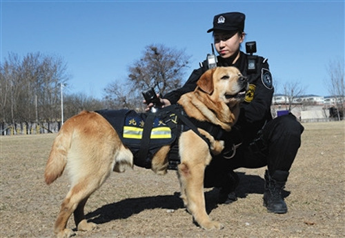 A police dog wearing video recorders is put into service in Beijing. (Photo/Beijing News)