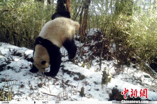 An infrared camera catches a panda making a handstand to urinate around a tree. (Photo: China News Service/Zhong Xin)
