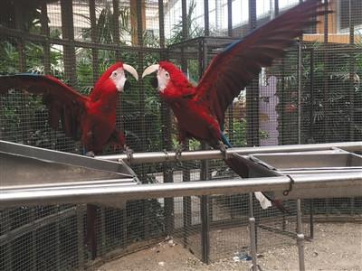 Scarlet macaws in an exposition park. (Photo/Beijing News)
