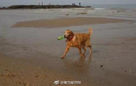 The 8-year-old golden retriever Tiger holds in its mouth a waste bottle found in the coast water in Xiamen, Fujian Province. (Photo/Weibo account of Southern Metropolis Daily) 