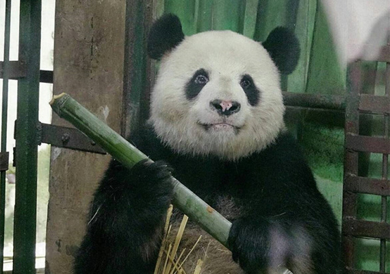 Padan Weiwei was found to have white patches on his nose. (Photo/Huaxi Metropolis Daily)