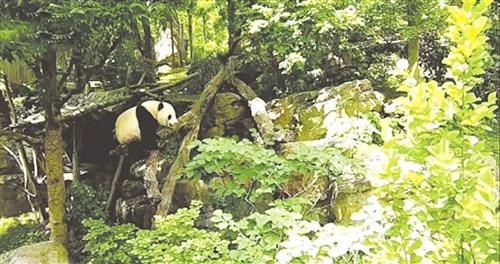 Giant panda Bei Bei plays around at the National Zoo in Washington D.C., May 29, 2017. (Photo: youth.cn/video snapshot)