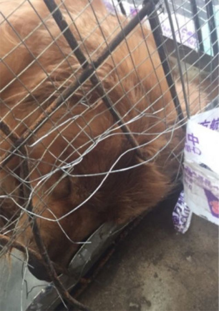 A golden retriever was found dead after it arrived from Shenzhen at Wuhan airport on June 11. (Photo/ hxnews.com)