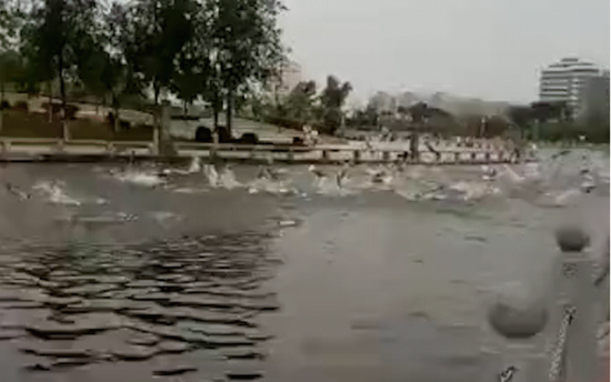 A video clip shows a large number of fish jump on the surface of a lake in Jiaozuo City, Henan province. (Photo/Video Screenshot)