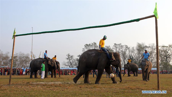 An elephant kicks a ball during an elephant football competition at the 13th Elephant Festival in Sauraha, a tourism hub in southwest Nepal's Chitwan district, Dec. 28, 2016. File photo/Xinhua