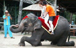 3 Chinese companies stop elephant entertainment programs 