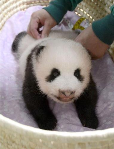 Tokyo Zoo's new-born panda cub. (Photo provided by Tokyo Zoo)