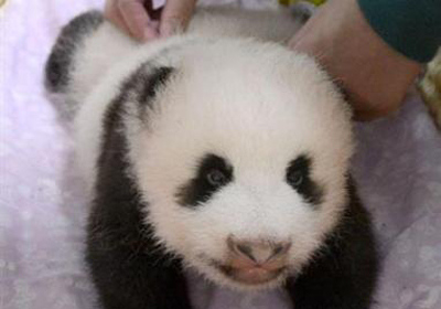 New-born Tokyo panda receives record-breaking name ideas