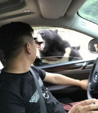 A black bear scrabbles on a private car in the Badaling Safari Park, August 18, 2017. (Photo/Screenshot from Weibo) 