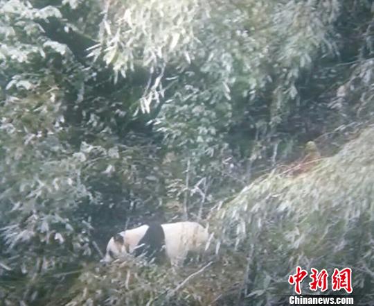 Photo shows a wild giant panda in a forest at the Wawu Mountain Nature Reserve in Southwestern China's Sichuan Province (Photo/Chinanews.com)