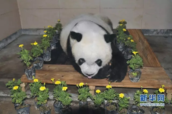 Panda Basi. (File photo/Xinhua)