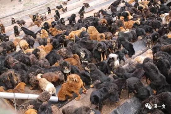 Stray Tibetan dogs gather at a shelter in Qinghai Province. (File photo/thepaper.cn)