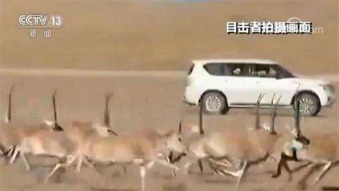 People driving a car chase Tibetan antelopes at a national nature reserve in Southwest China's Tibet Autonomous Region, Oct. 4, 2017. (Photo/Video screenshot from CCTV)