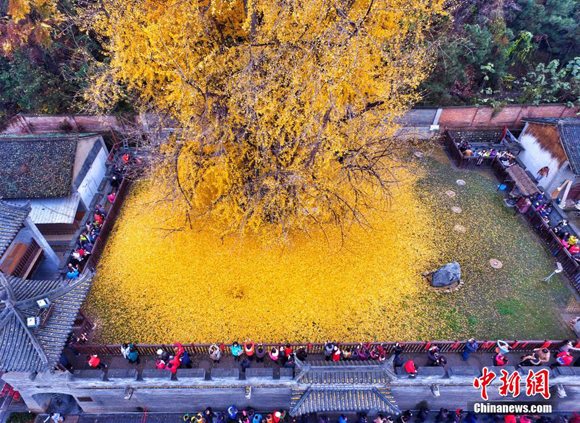 This file photo shows a 1,400-year-old ginkgo tree in Guanyin Zen Temple in Xi'an City, Shaanxi Province. (File photo/VCG)