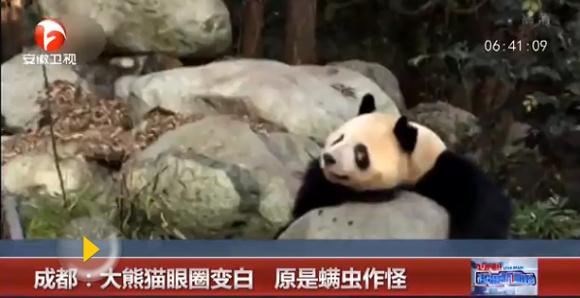 A panda in the Chengdu Research Base of Giant Panda Breeding. (Photo/Video screenshot)