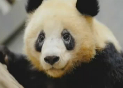 Black hairs around a panda's eyes have begun to turn white. (Photo/Video screenshot)