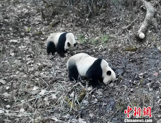 A panda mother and cub are spotted many times by infrared cameras in northwest China's Baishuijiang National Nature Reserve. (Photo provided to China News Service)