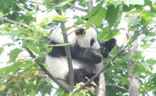 A panda cub frolics on a tall tree in the Bifengxia base of the Wolong Nature Reserve in Yi'an, Sichuan province. 