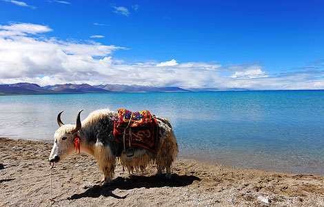 A yak stands by the Namtso Lake in Tibet in this Aug 19, 2010 file photo. [Photo by Wang Huabin/Asianewsphoto]