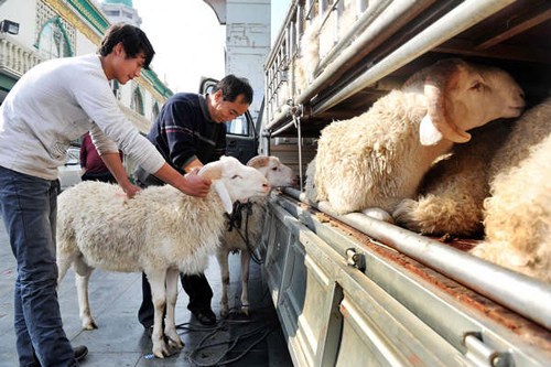 Muslims carry sheep from a removal van in Yinchuan city, Niangxia Hui autonomous region, Oct 25, 2012 for the Eid al-Adha festival, which is on the 10th day of the 12th month on the Islamic calendar. [Photo/Xinhua]