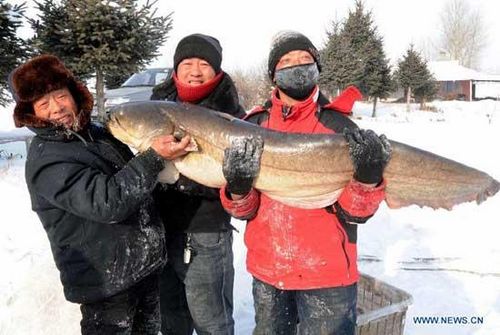 Staff members demonstrate fish caught during a trial fishing in the run-up to a winter fishing festival on the frozen surface of Changling Lake, Harbin, capital of northeast China's Heilongjiang Province, Dec. 24, 2012.(Xinhua/Wang Song) 