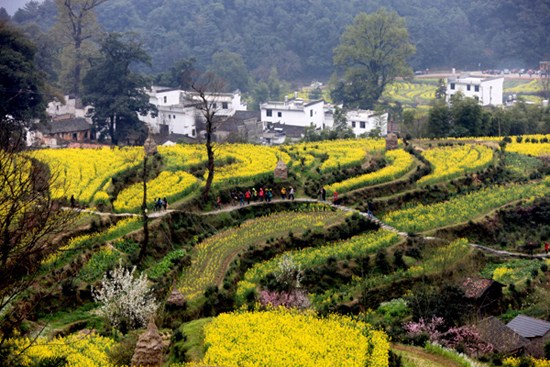  Jiangling village has the most cole flowers in Wuyuan and they blossom on curved terraces. The black-and-white Hui-style houses dot the landscape, forming what looks like a long scroll ink painting.