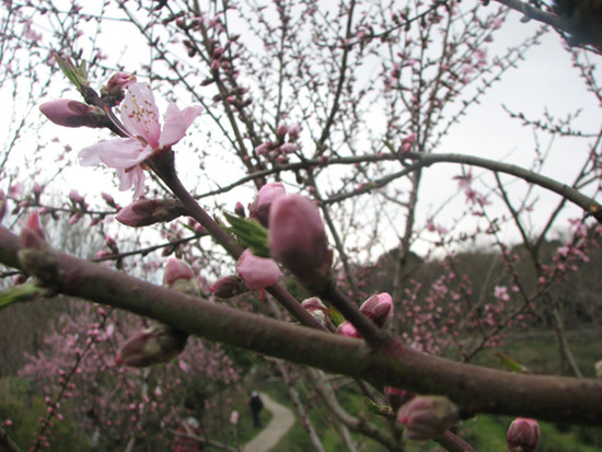Peach Blossom Island in Zhoushan Archipelago is covered with pink peach flowers and trees.