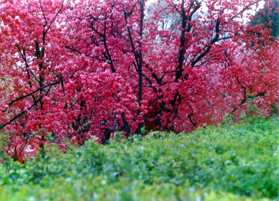 Yuantong Hill in Kunming is the most-visited city park to enjoy cherry blossoms during spring.