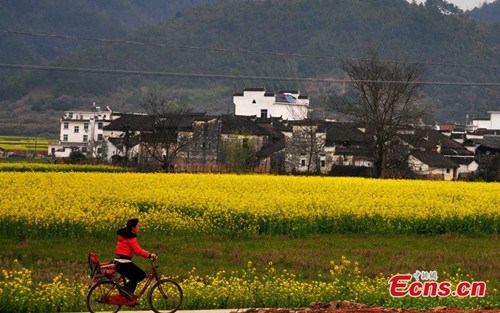 Photo taken on March 12 shows the rape flowers blossom at Wuyuan County, East China's Jiangxi Province. [Photo/ Dai Xiangyang]