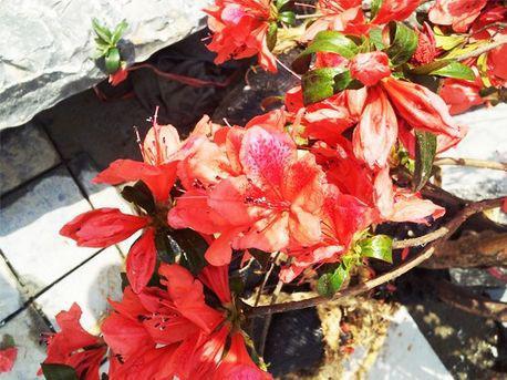 The grand opening of the Beijing Garden Expo is Saturday.