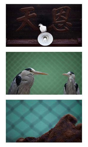 A section from the montage of images by Zhang Xiaodi, who won the talent award at the annual Focus on Talents art project. Provided to China Daily