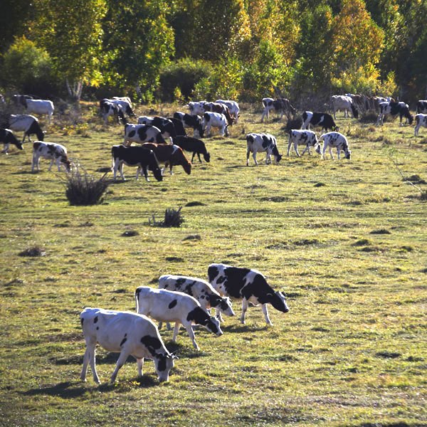 Cattle graze at the vast grasslands in Ergun.  