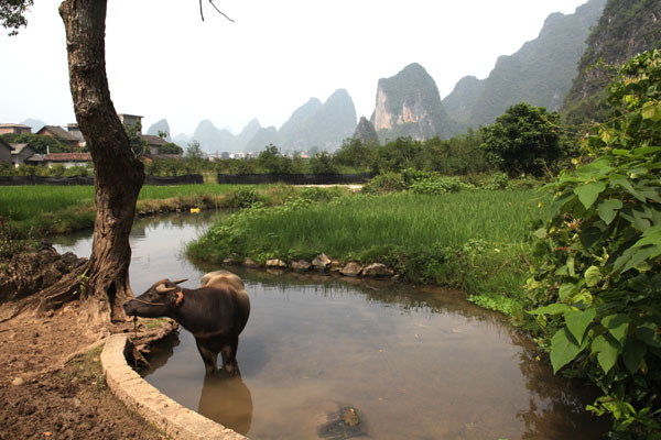 Xiaoqingshan village in Lipu county of the Guangxi Zhuang autonomous region offers visitors views of old houses and karst scenery. Photos by Huo Yan / China Daily