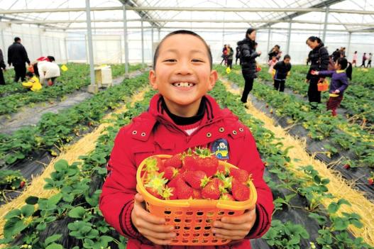 A boy is all smiles showing off the strawberries freshly picked at the annual Jinshan Strawberry Festival.