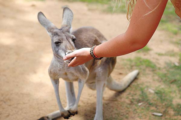 Kangaroo feeding in Lone Pine sanctuary. (Photo source: China Daily)