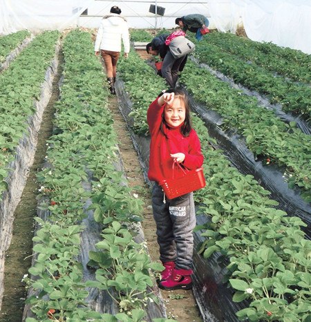 A girl has fun picking fresh strawberries at the Holiday Island Farm in Gangxi Town, Chongming County.