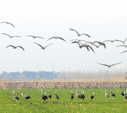 A flock of hooded cranes, rarely seen here in Shanghai, is spotted in Dongtan Wetland Park’s bird reserve. — Huang Zhijun