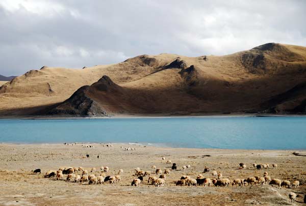 Sheep graze on the grassland by the Yamdrok Co (Lake). [Photo by Zhang Hao / for China Daily]