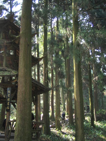 Big trees stand tall along a stone slab trail up Mount Qingcheng.[Photo by Chen Liang/China Daily]
