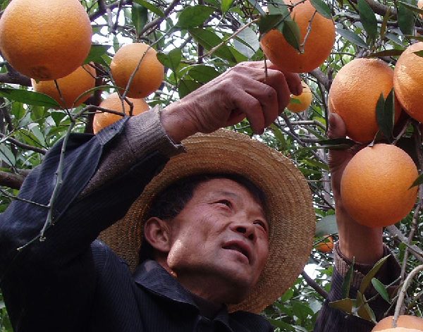 A farmer picks oranges in Fengjie county. Photo provided to China Daily