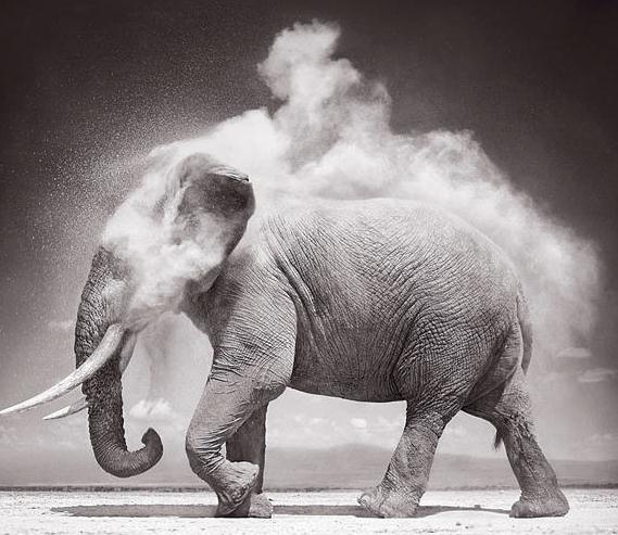 Elephant with Exploding Dust, by Nick Brandt. Photos are provided by Atlas gallery and Peter Fetterman Gallery