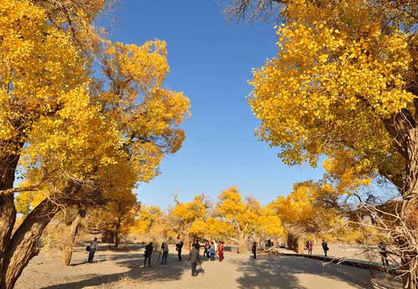 Photo taken on Oct 10, 2013 shows the golden Euphrates poplars in Ejin Banner.[Photo/Xinhua]