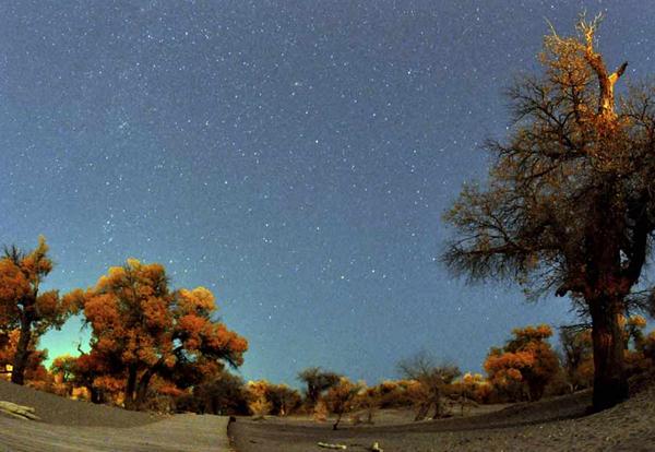 Photo taken on Oct 10, 2013 shows the Ejin Banners Euphrates poplars under the night sky.[Photo/Xinhua]