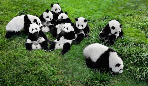 Pandas at Wolong National Natural Reserve[File photo] 