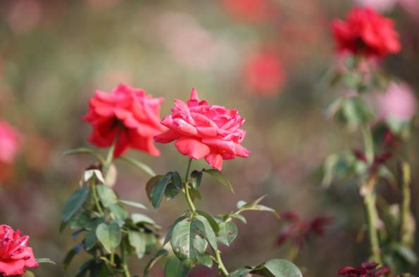 Flowers bloom in the rose valley in Yalong Bay. [Photo by Zhang Qiang/provided to chinadaily.com.cn]